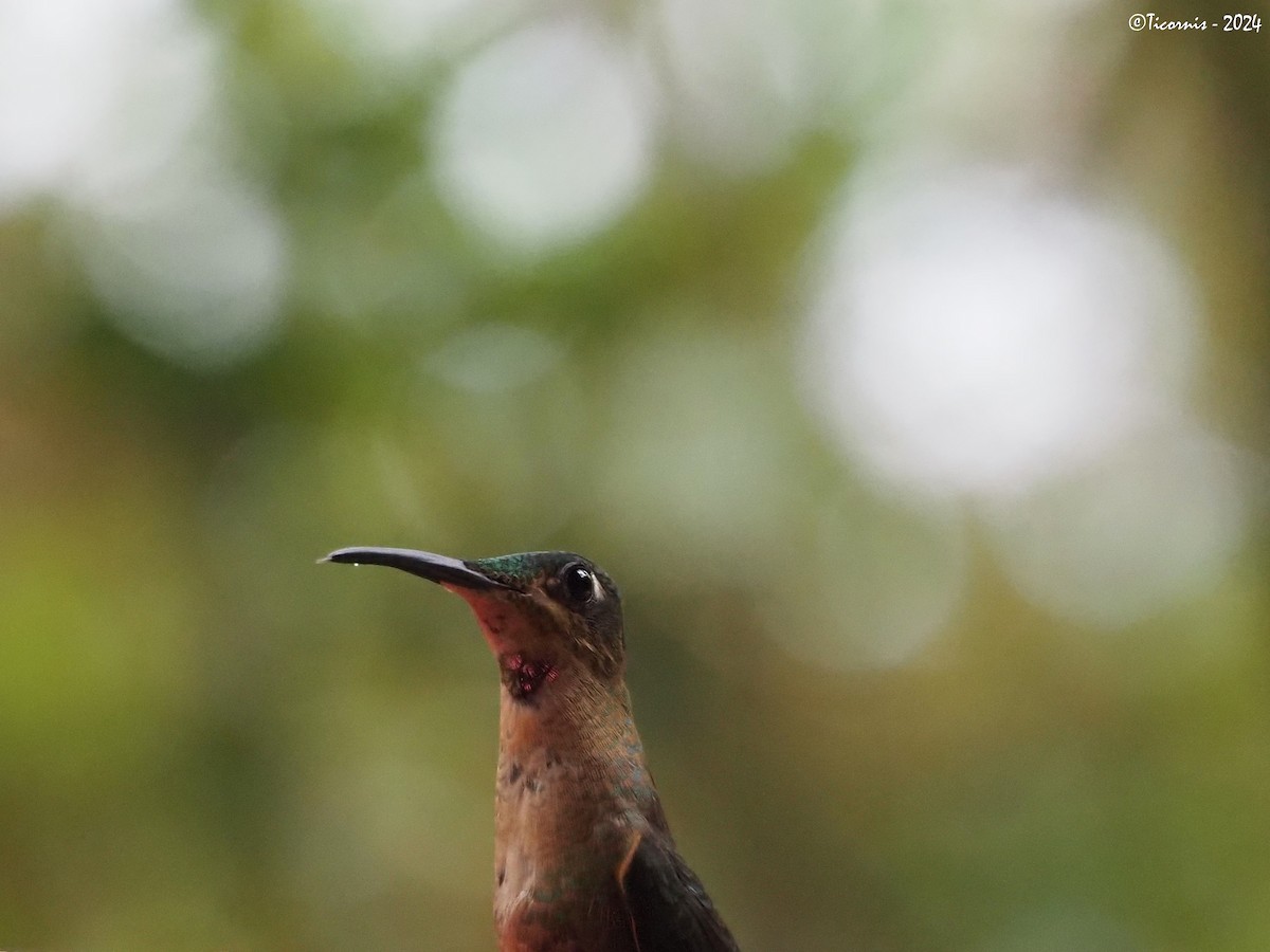 kolibřík hnědobřichý - ML616407352