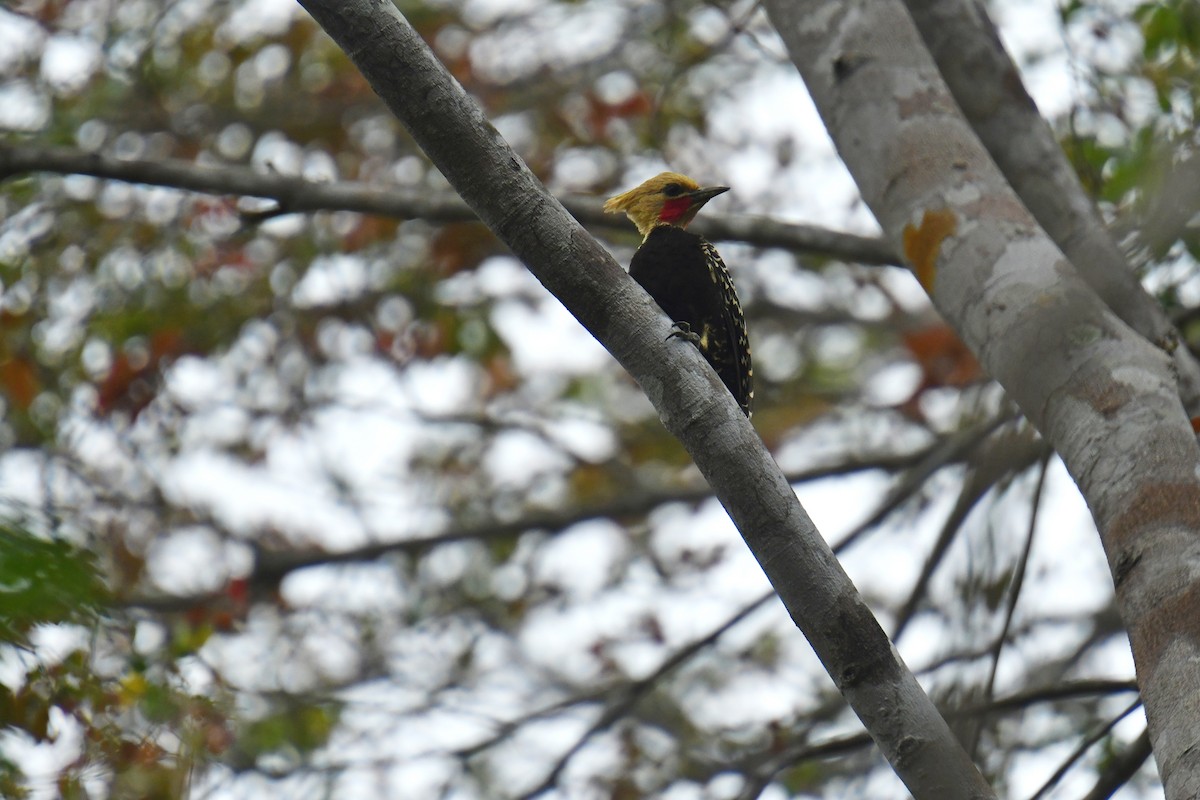 Ochre-backed Woodpecker - ML616407369