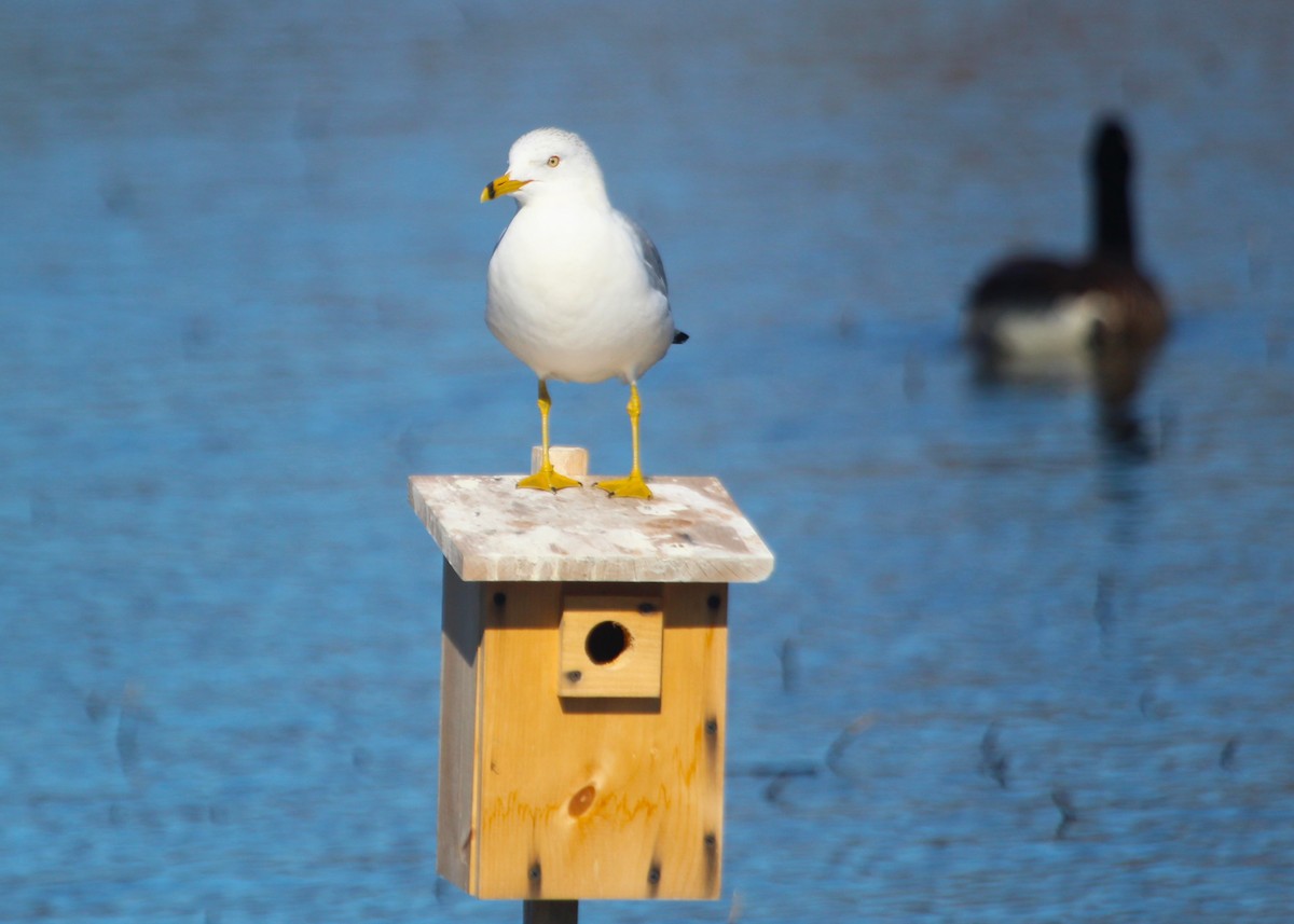 Ring-billed Gull - ML616407395