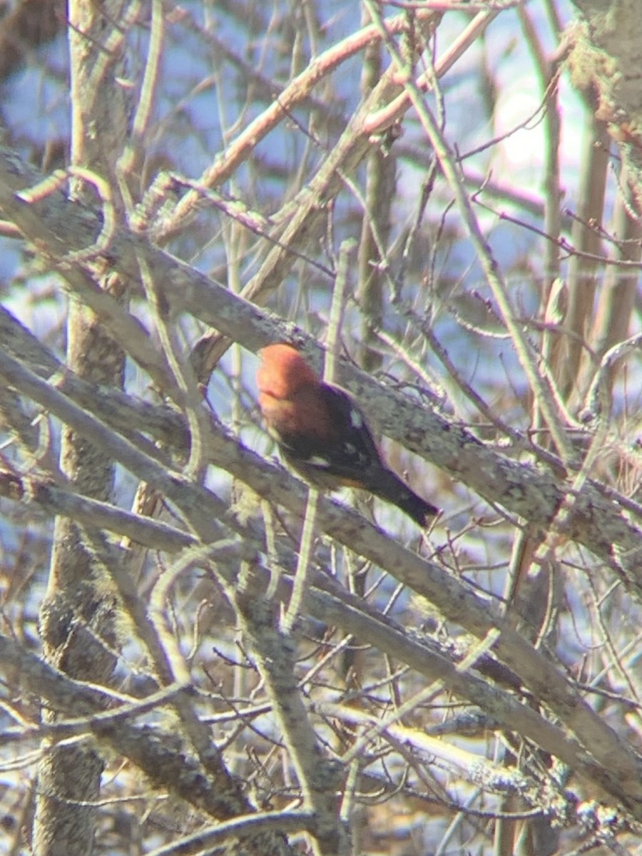 White-winged Crossbill - ML616407474