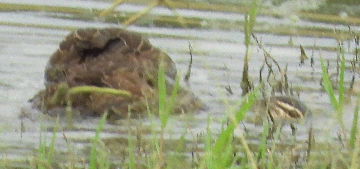 Pacific Black Duck - Suzanne Foley