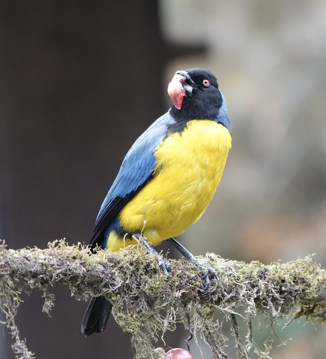 Hooded Mountain Tanager - ML616407590