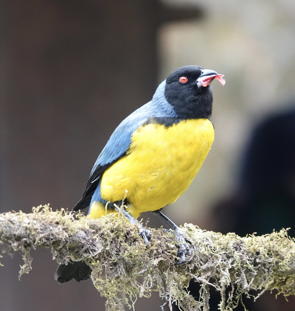 Hooded Mountain Tanager - ML616407591