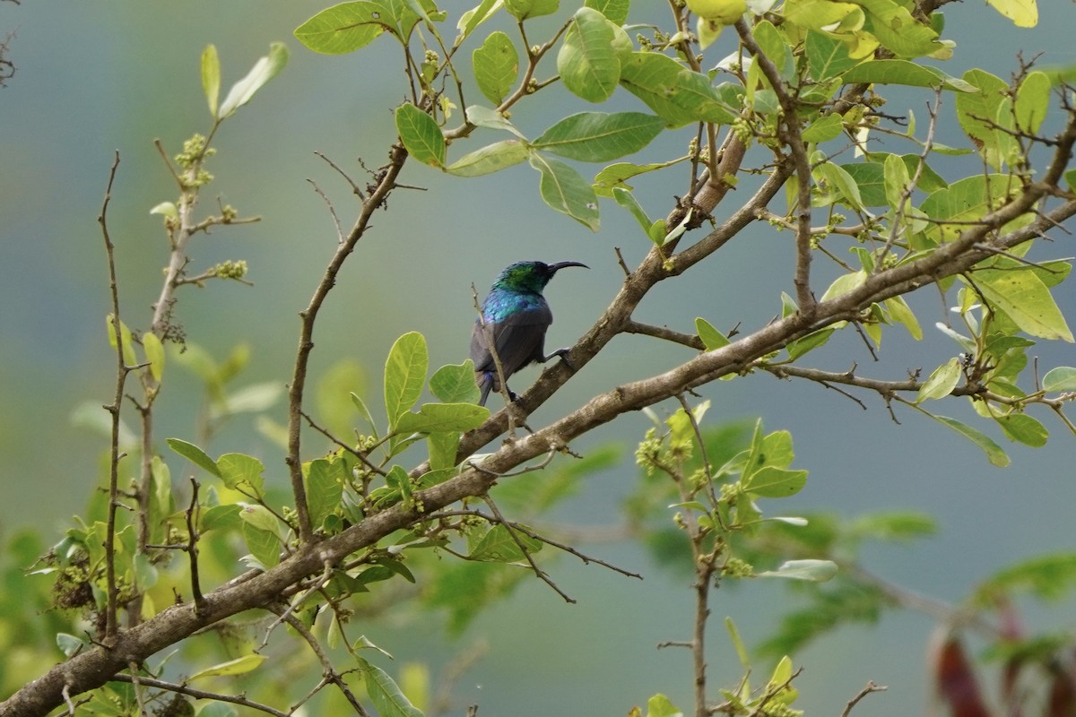 Bindennektarvogel - ML616407611