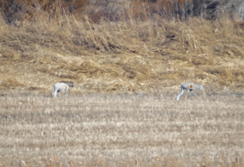 Sandhill Crane - ML616407614