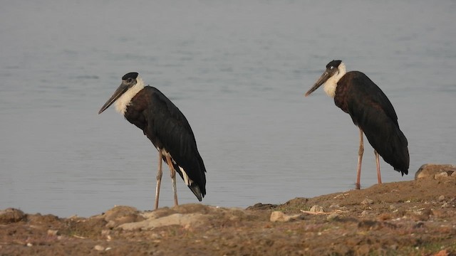 Asian Woolly-necked Stork - ML616407620