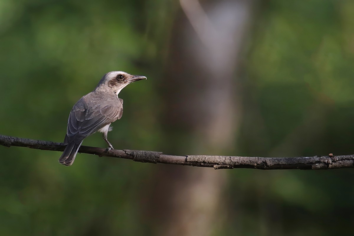 Common Woodshrike - ML616407663