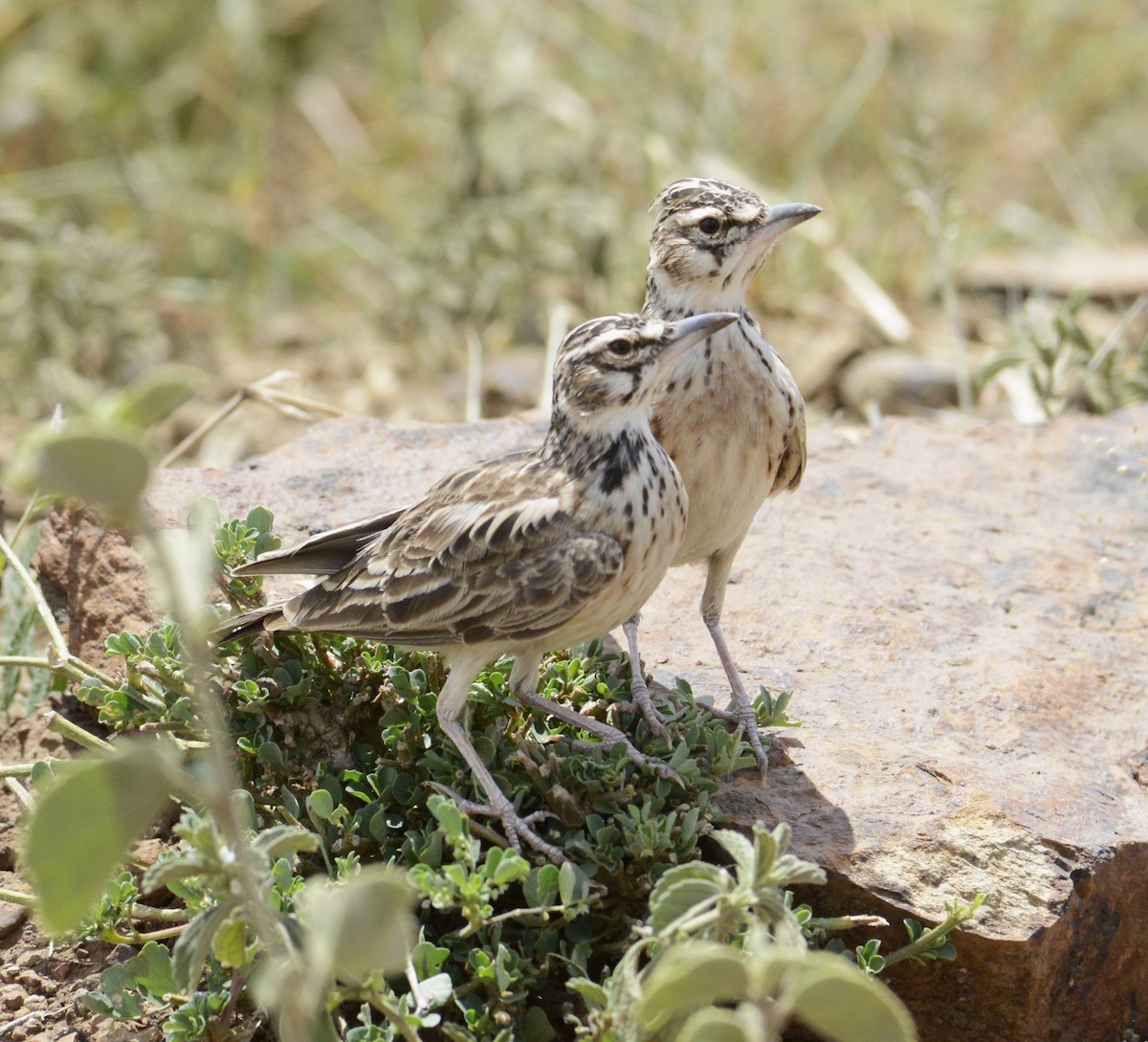 Short-tailed Lark - ML616407664