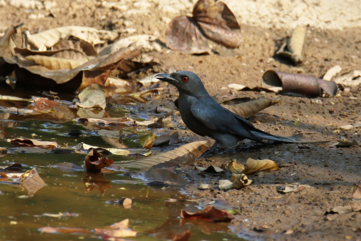 Ashy Drongo (Sooty) - ML616407676