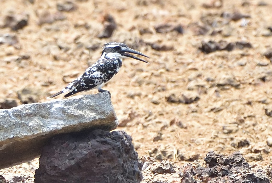Pied Kingfisher - Arun Prabhu
