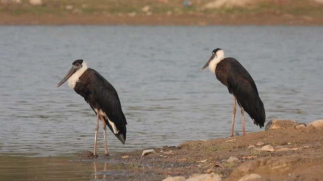 Asian Woolly-necked Stork - ML616407695