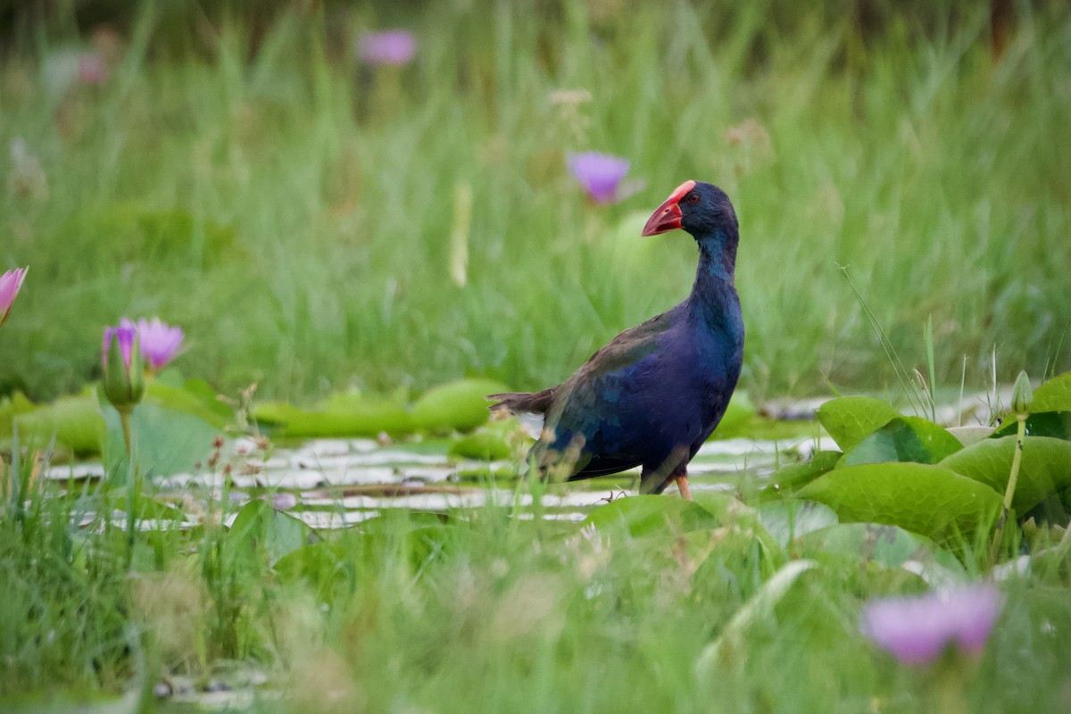 African Swamphen - ML616407697