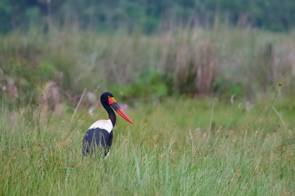 Saddle-billed Stork - ML616407715