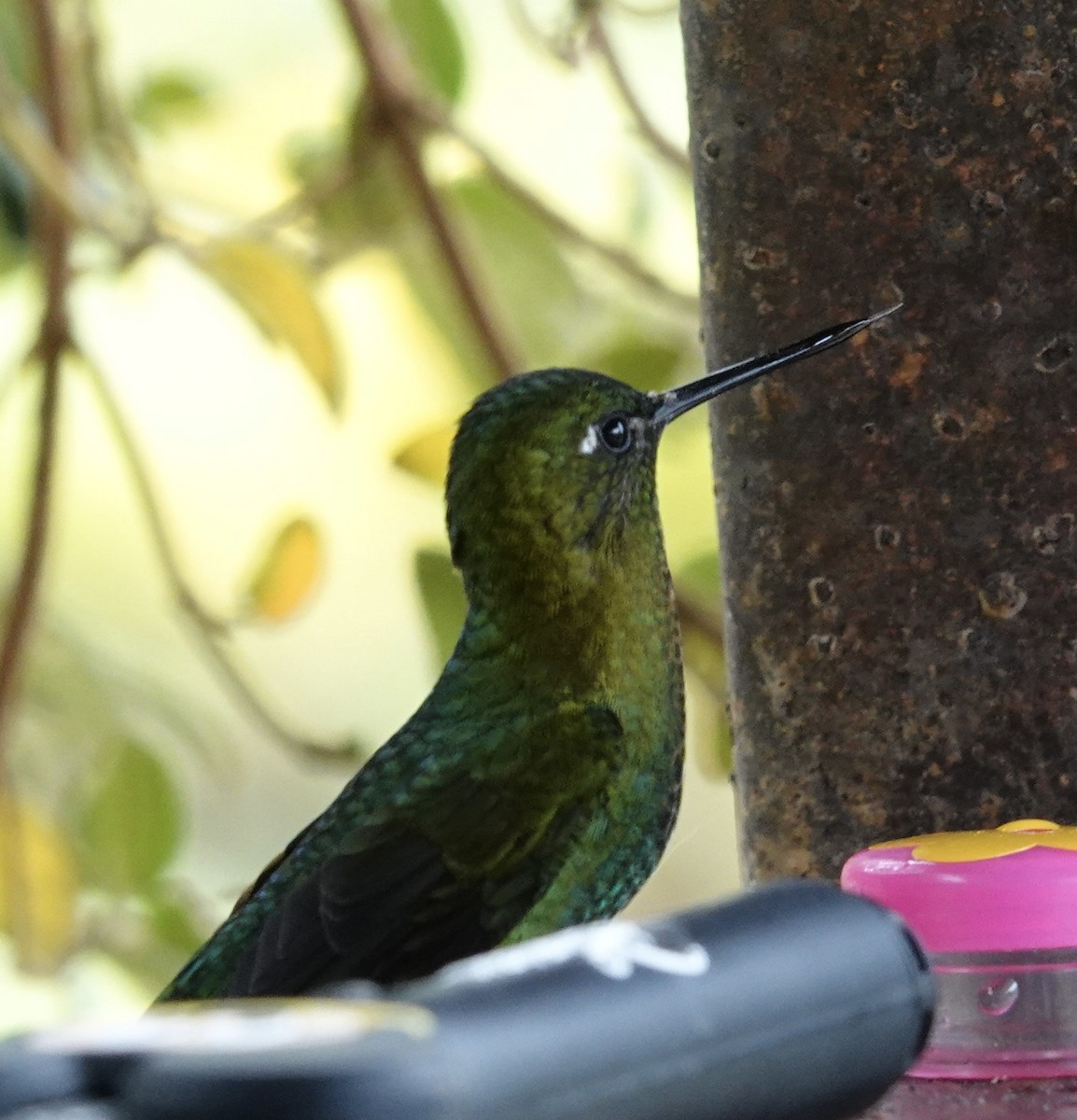 Golden-breasted Puffleg - ML616407736