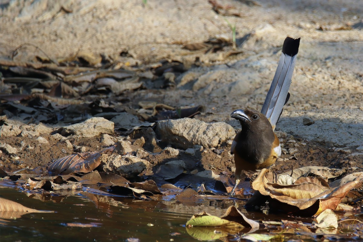 Rufous Treepie - ML616407850