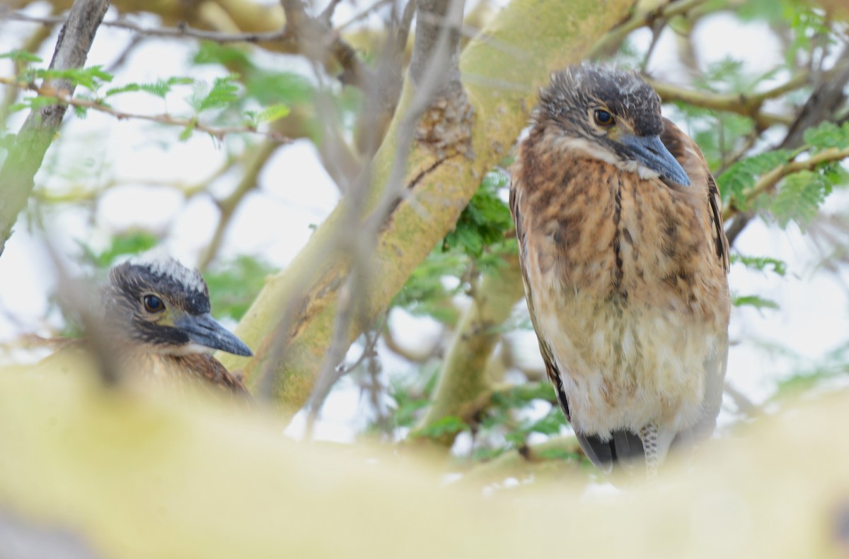 White-backed Night Heron - Bertina K