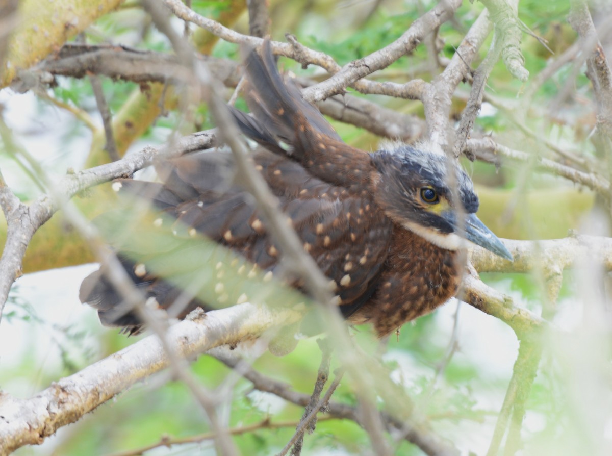 White-backed Night Heron - ML616407878