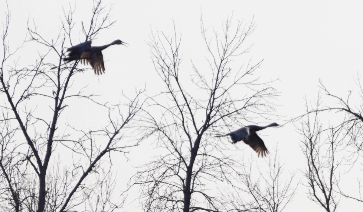 Sandhill Crane - ML616407879