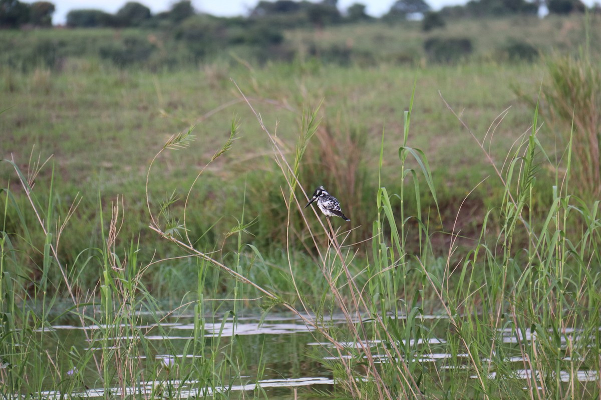 Pied Kingfisher - ML616407939