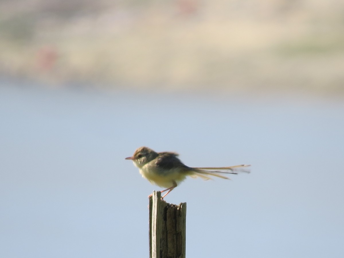 Plain Prinia - Mick Mellor