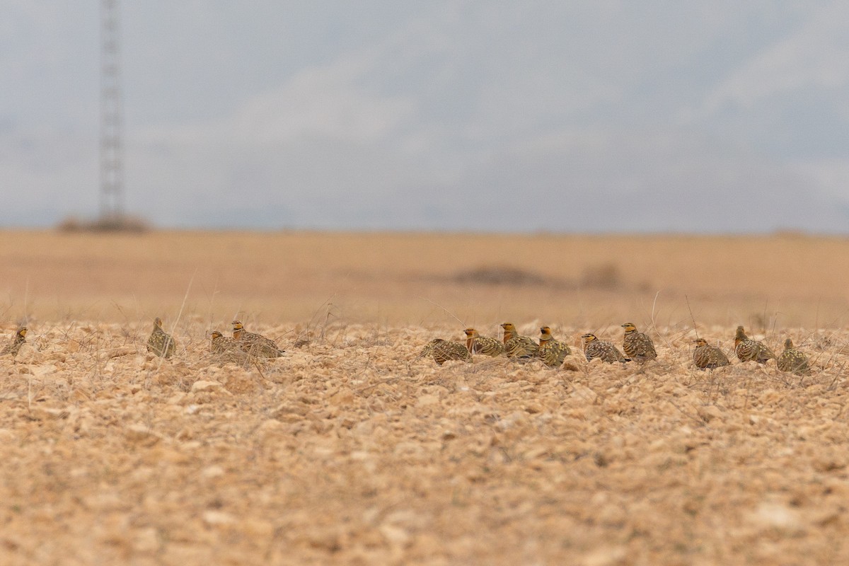 Pin-tailed Sandgrouse - ML616407973