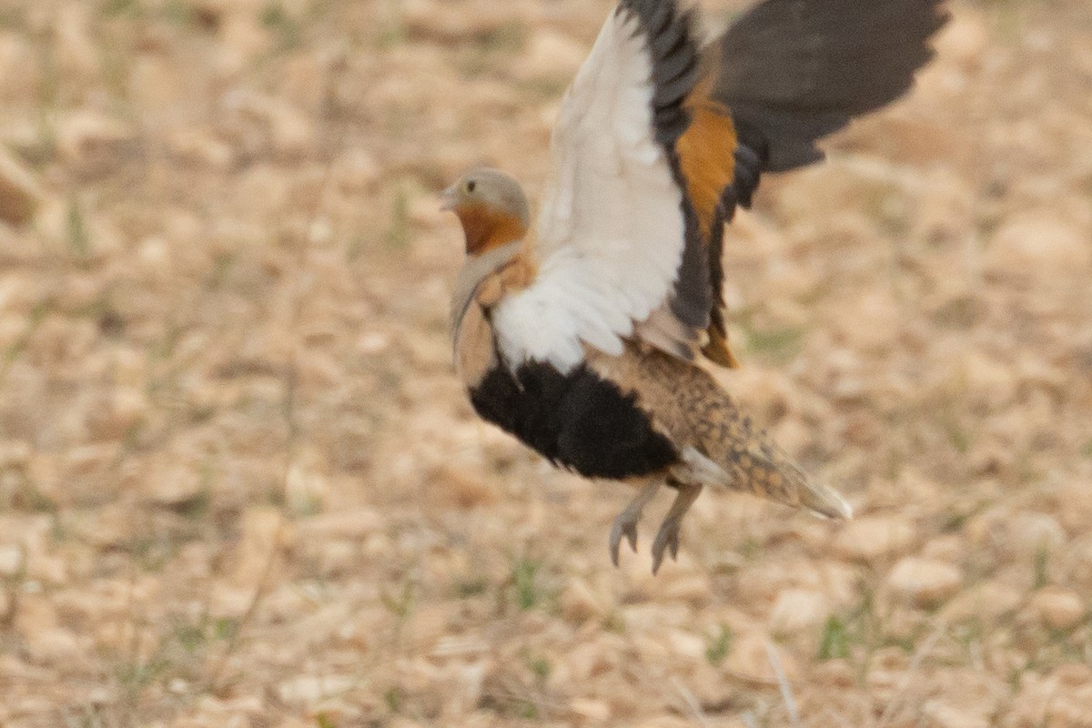 Black-bellied Sandgrouse - ML616407979