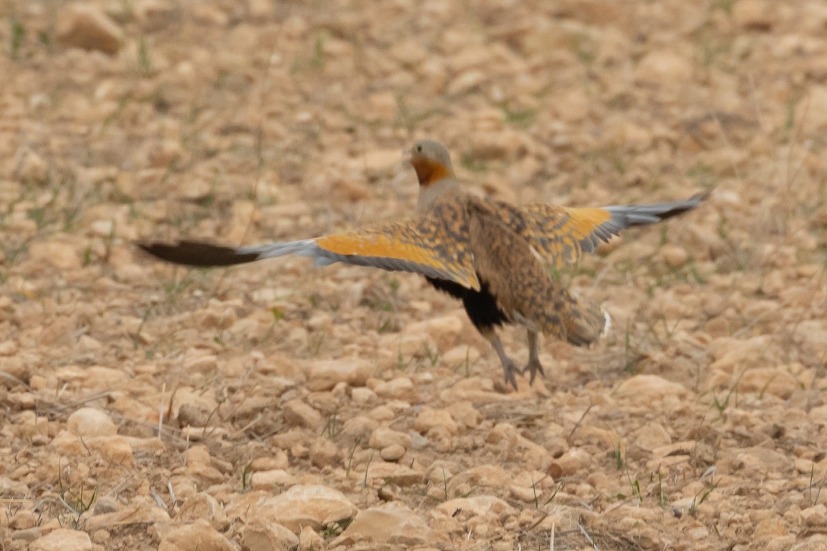 Black-bellied Sandgrouse - ML616407980