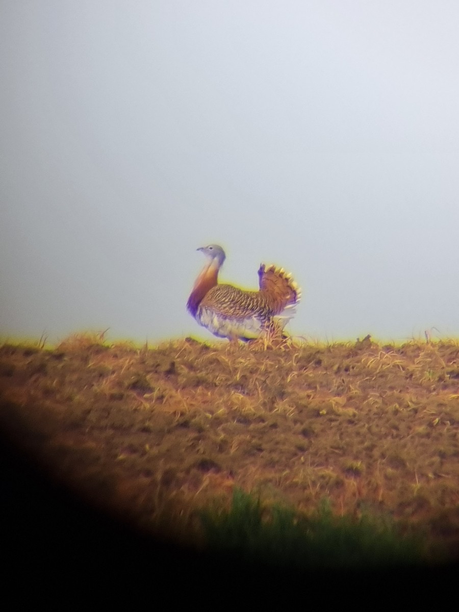 Great Bustard - ML616407996