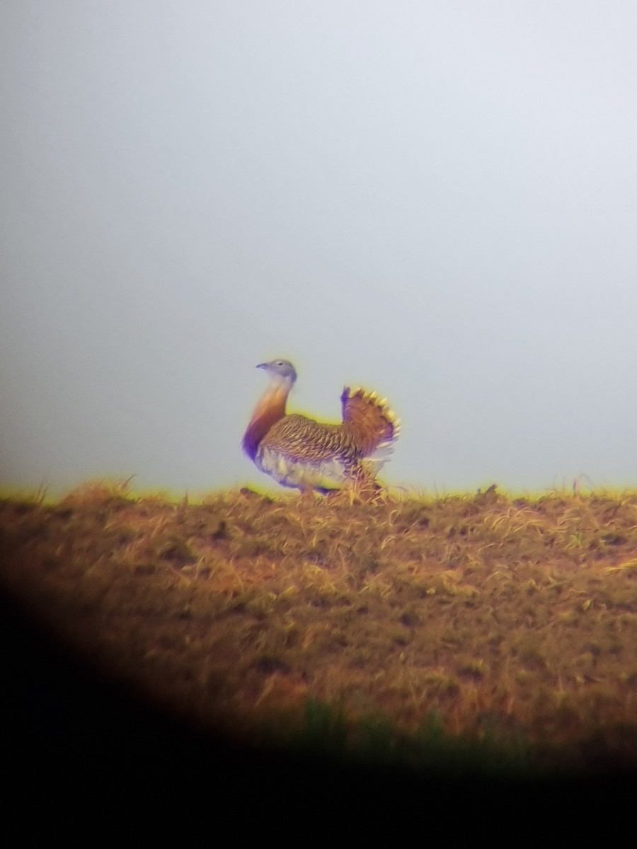 Great Bustard - ML616407999