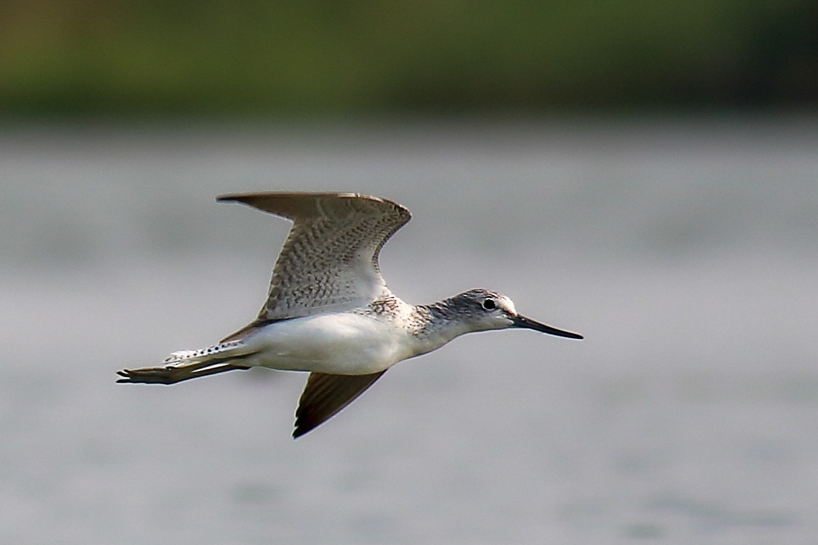 Common Greenshank - ML616408022