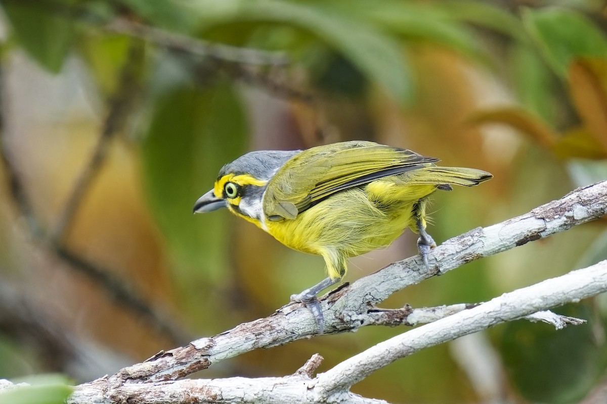 Slaty-capped Shrike-Vireo - ML616408086