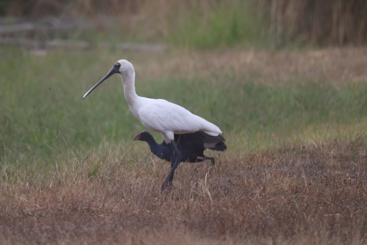 Royal Spoonbill - ML616408108