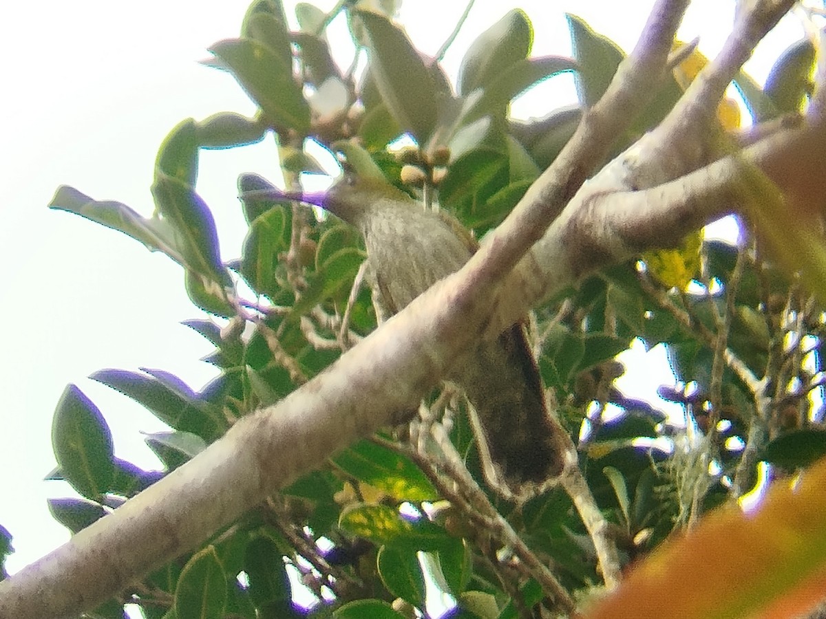 Bornean Spiderhunter - ML616408139