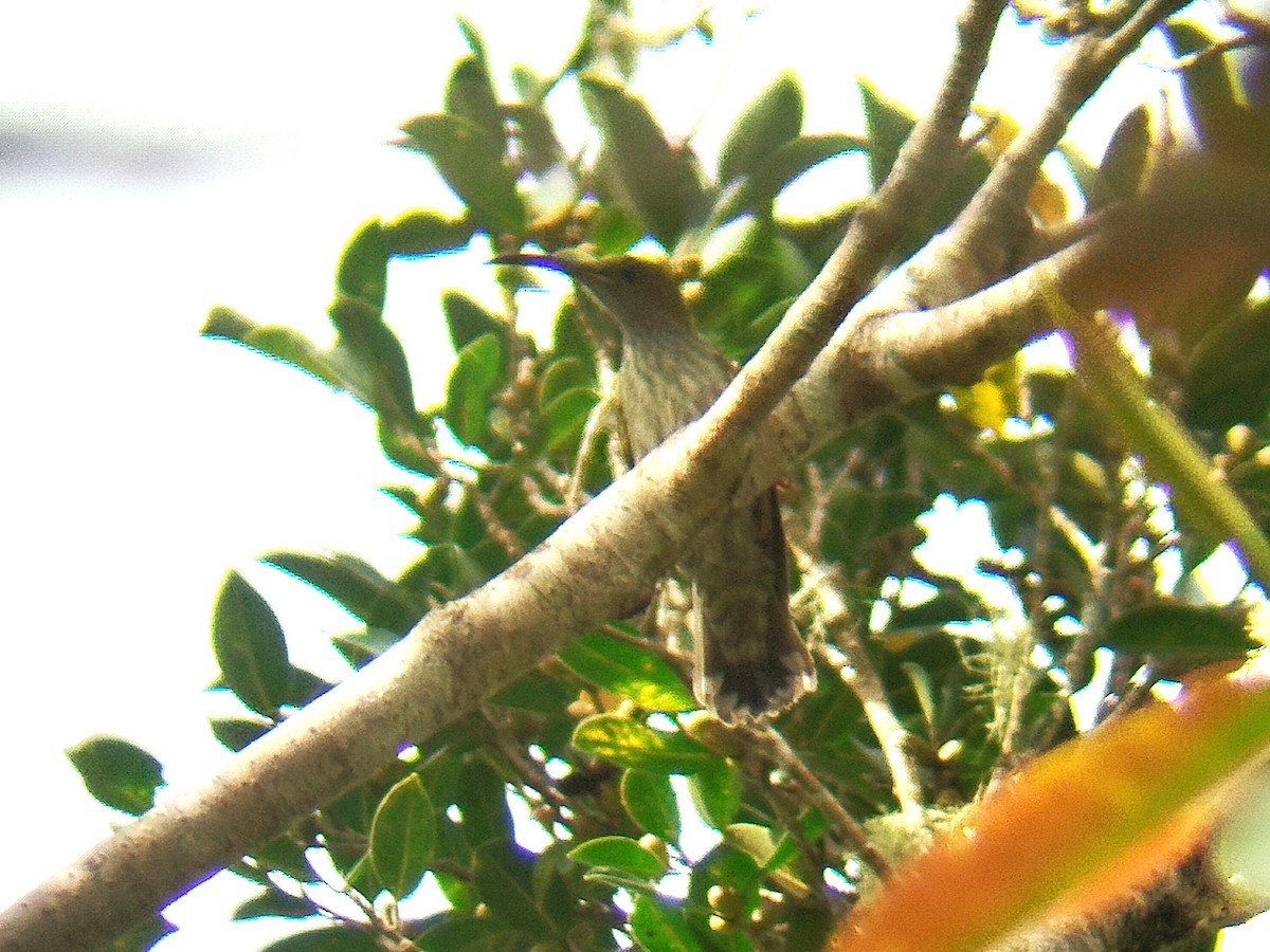 Bornean Spiderhunter - ML616408145