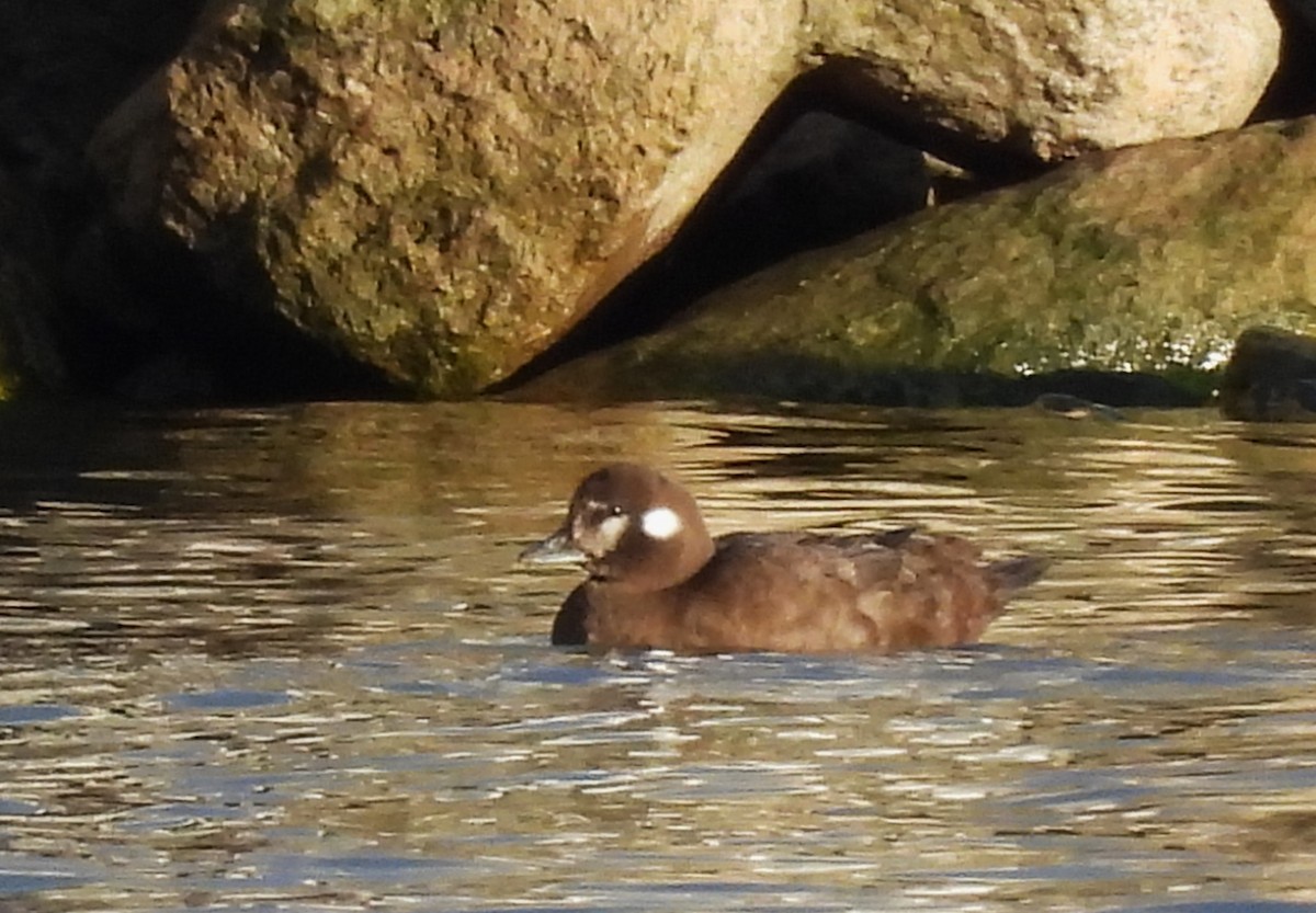 Harlequin Duck - ML616408146