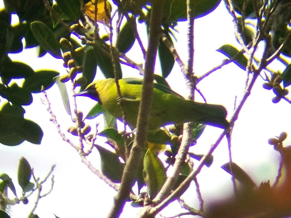 Bornean Leafbird - Lars Mannzen