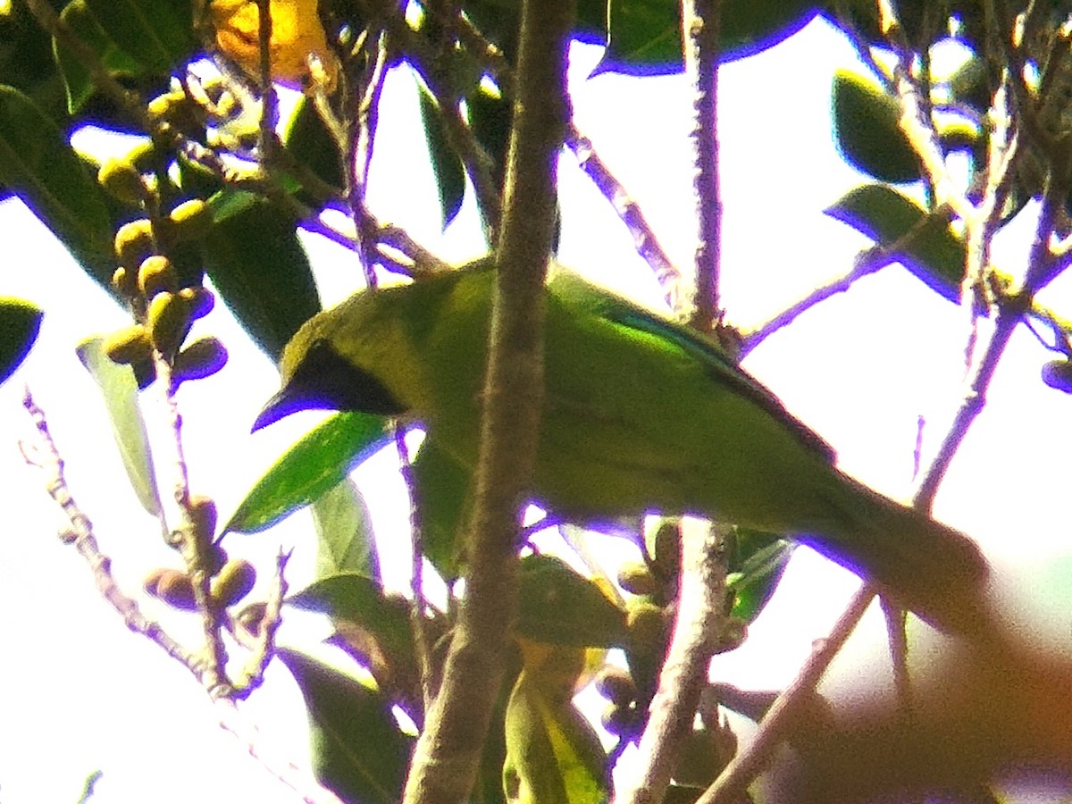 Bornean Leafbird - Lars Mannzen