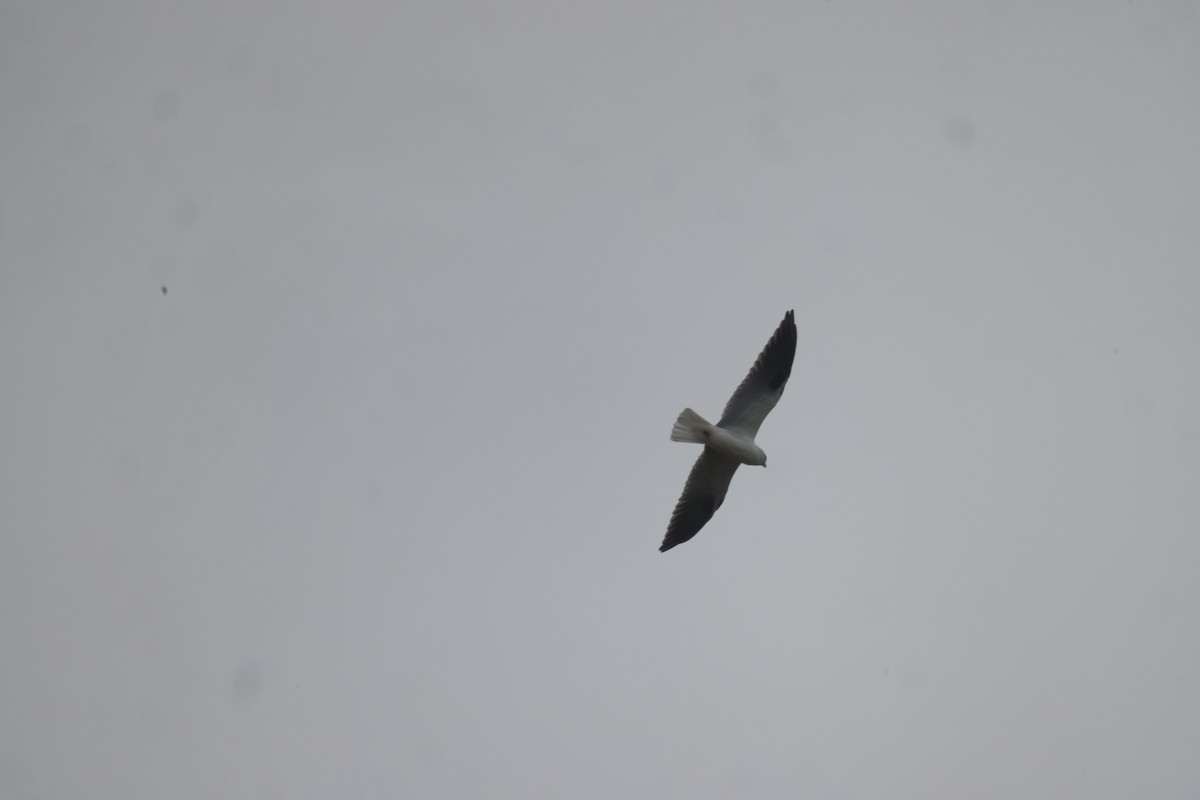 Black-shouldered Kite - ML616408182