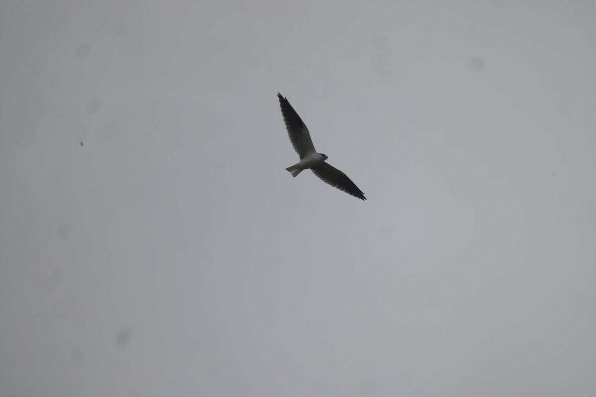 Black-shouldered Kite - ML616408183