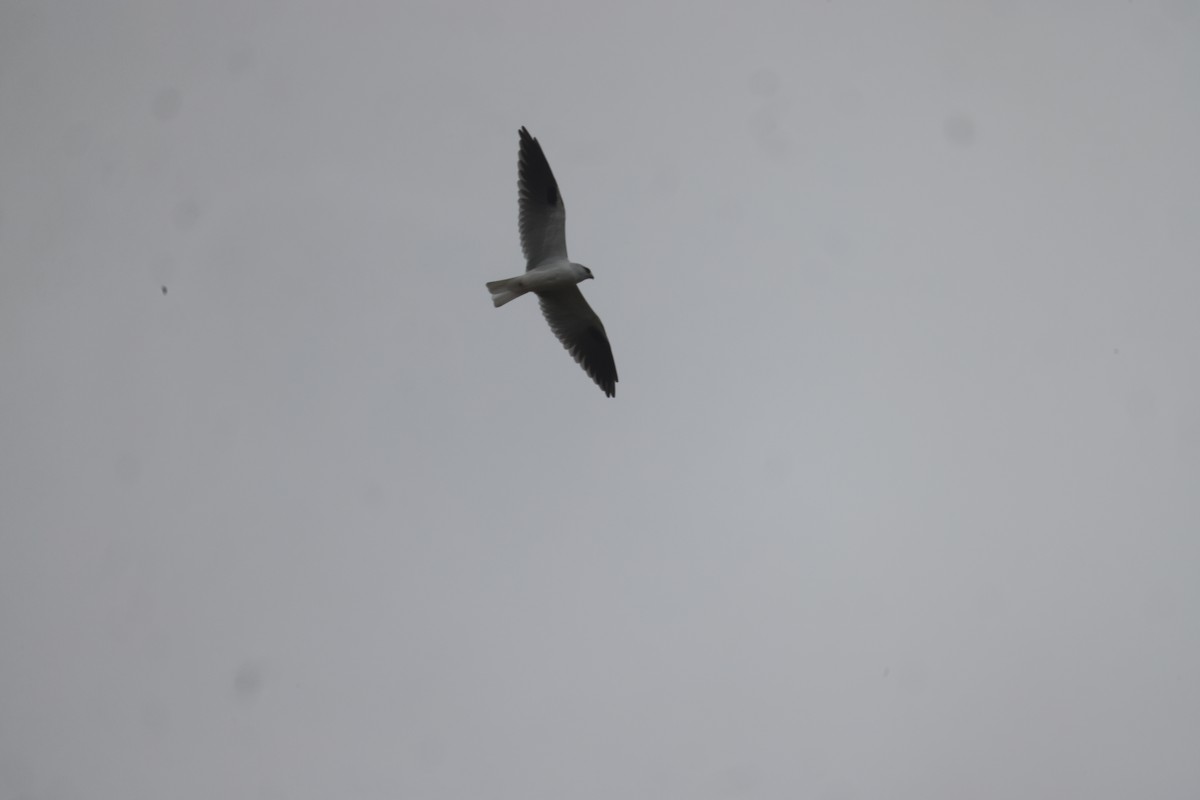 Black-shouldered Kite - ML616408184