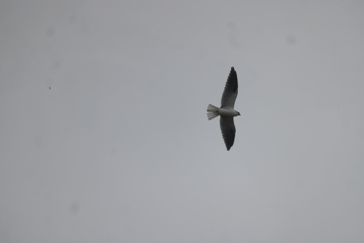 Black-shouldered Kite - ML616408185