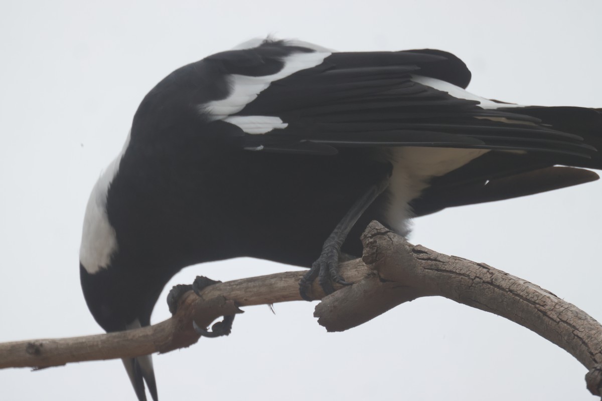 Australian Magpie - ML616408192