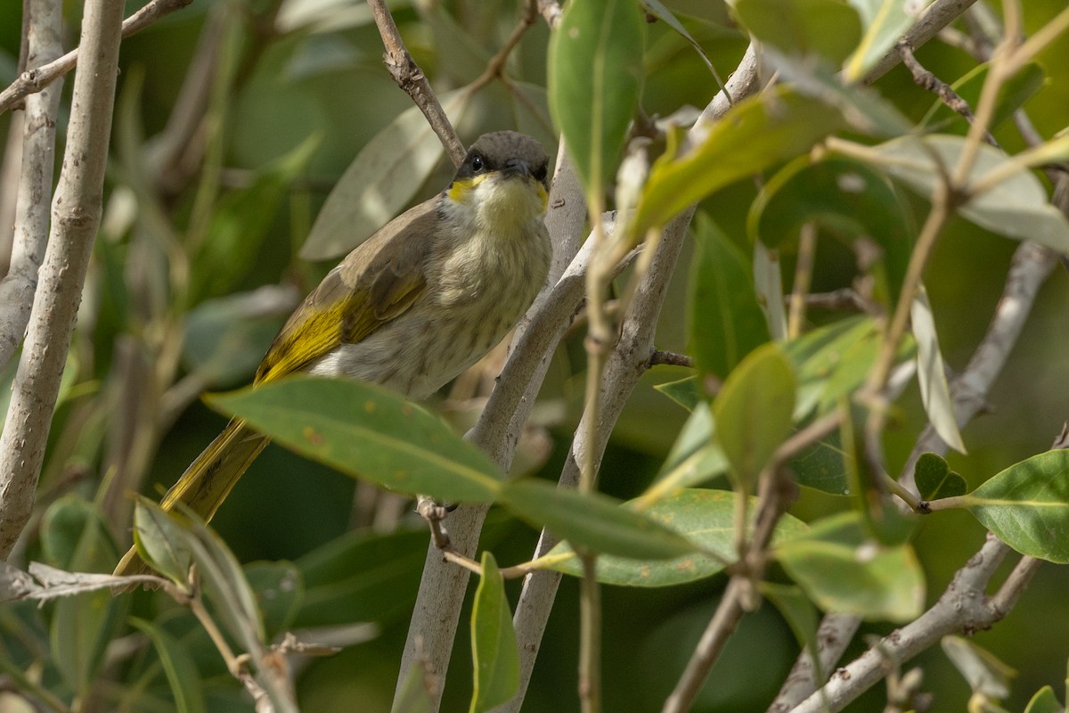 Singing Honeyeater - ML616408282