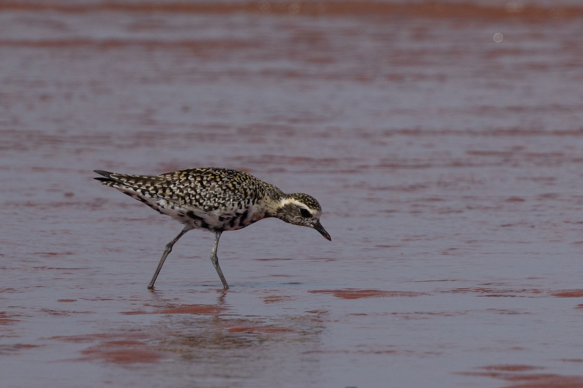 Chorlito Dorado Siberiano - ML616408294