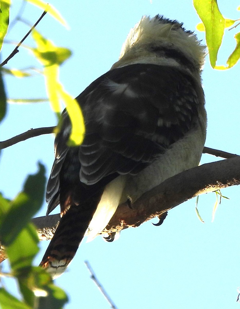 Laughing Kookaburra - ML616408355