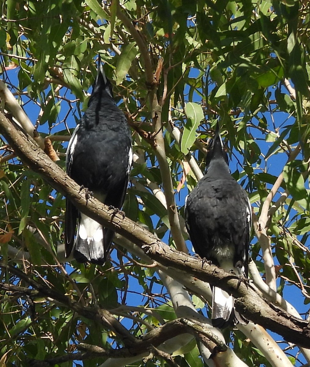 Australian Magpie - ML616408427