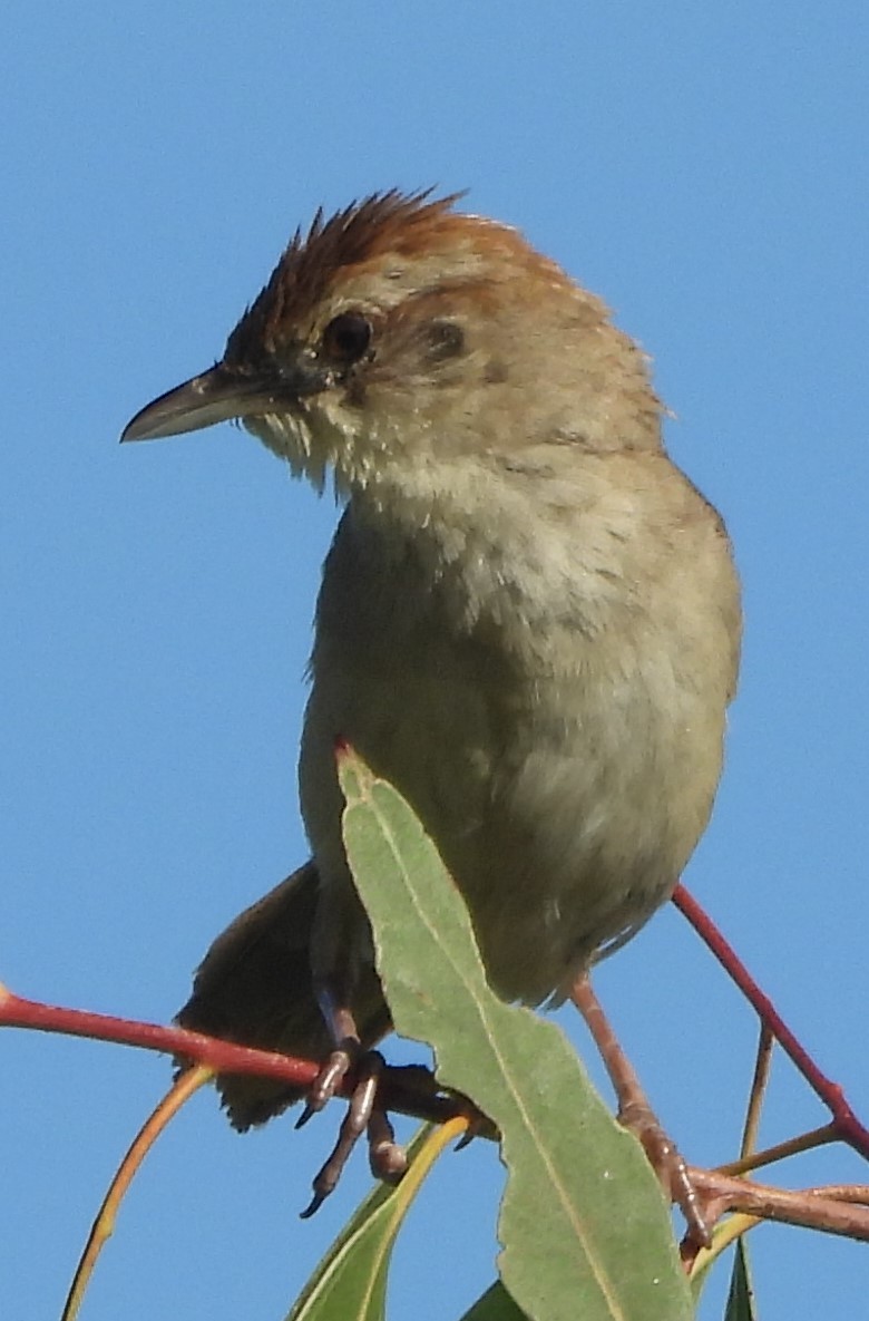 Tawny Grassbird - ML616408462