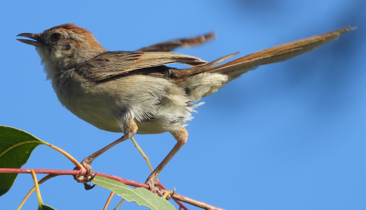 Tawny Grassbird - Suzanne Foley