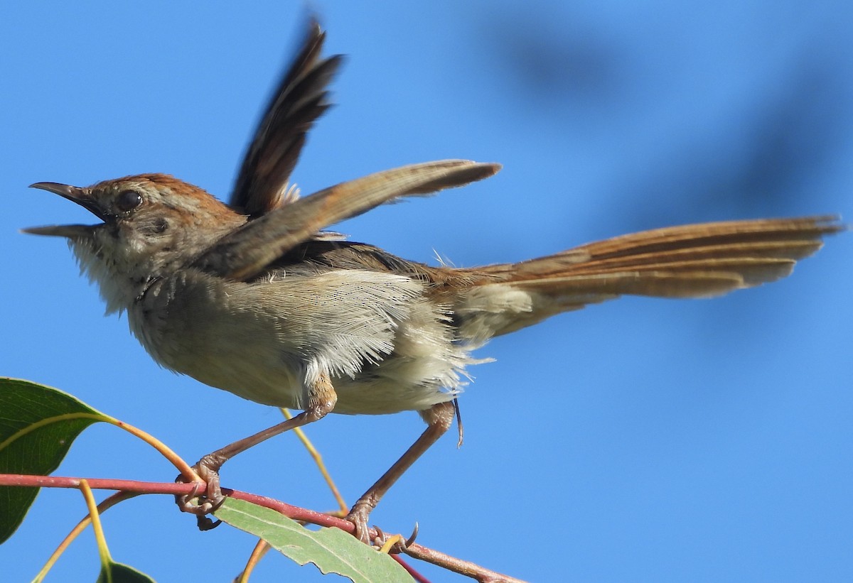 Tawny Grassbird - Suzanne Foley