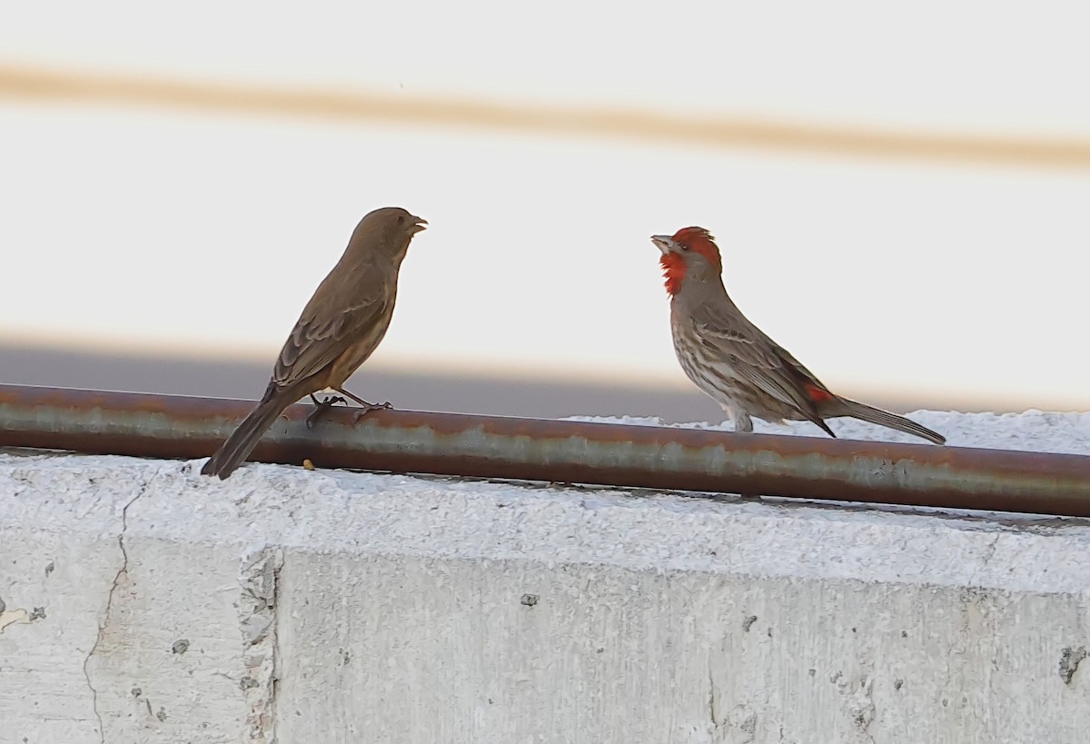 House Finch - ML616408484